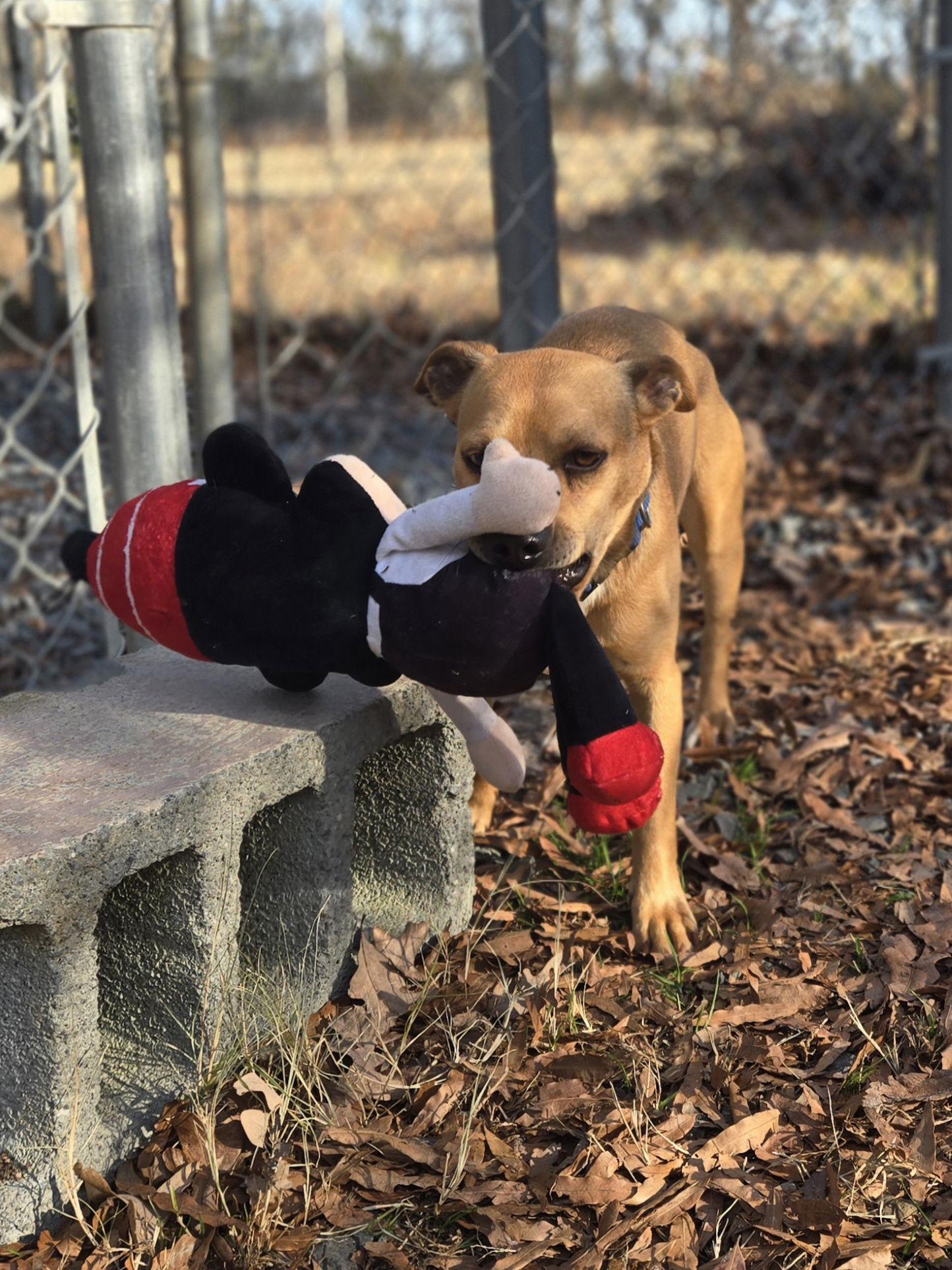 Brownie, a Adoptable mixed breed in Albemarle, NC image 2/3
