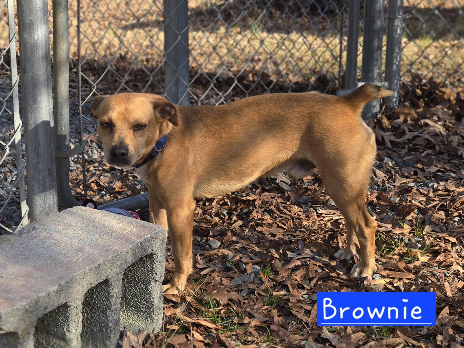 Brownie, a Adoptable mixed breed in Albemarle, NC image 3/3