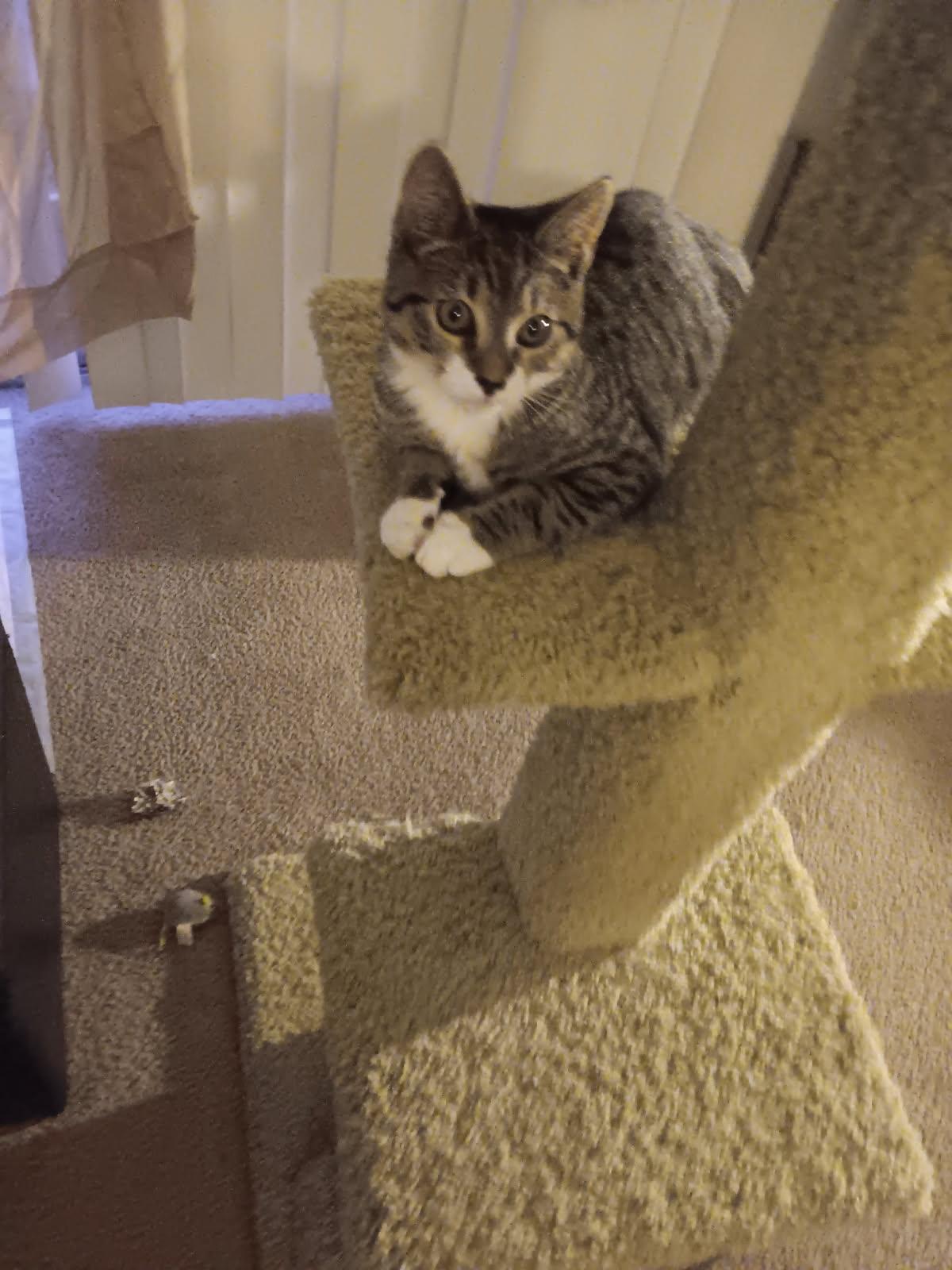 Enlarge RIKKI, a ADOPTABLE Tabby in Elgin, SC image 3/6