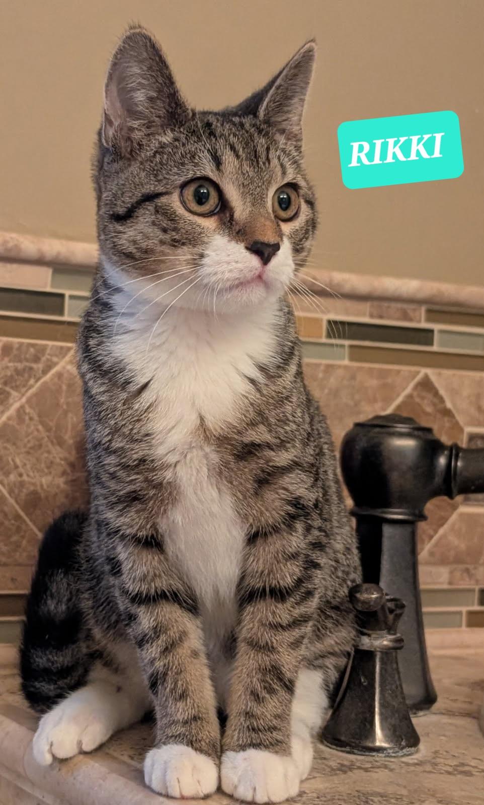 Enlarge RIKKI, a ADOPTABLE Tabby in Elgin, SC image 1/6