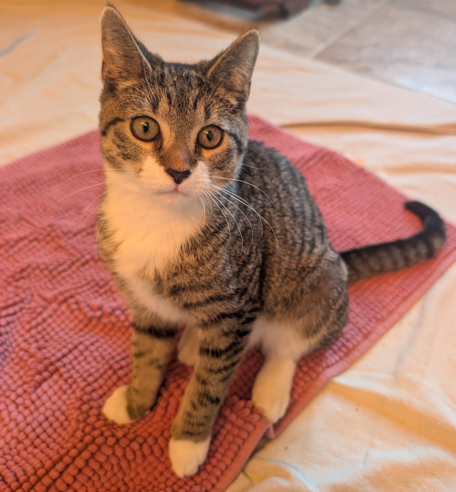 Enlarge RIKKI, a ADOPTABLE Tabby in Elgin, SC image 6/6