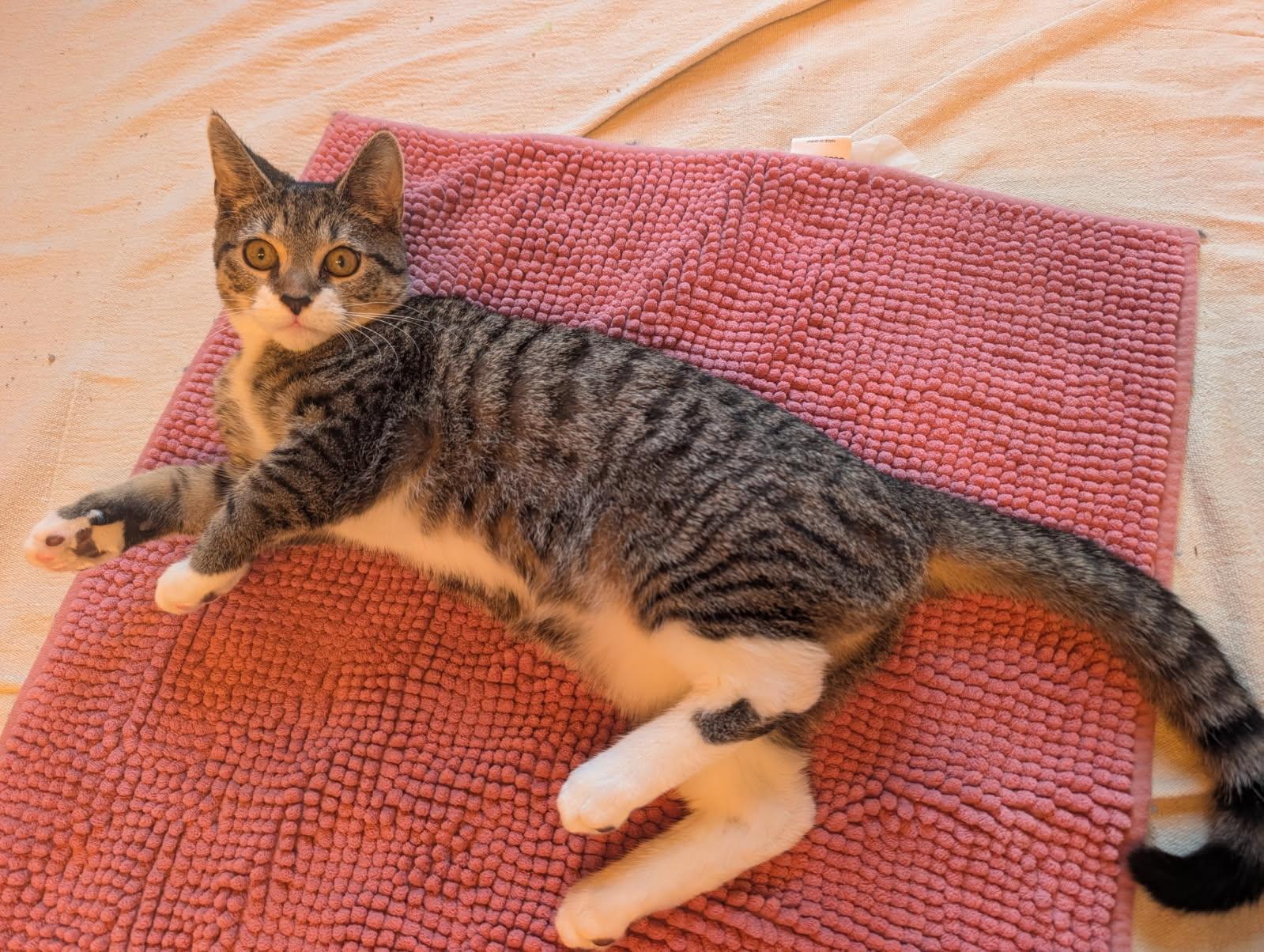 Enlarge RIKKI, a ADOPTABLE Tabby in Elgin, SC image 4/6