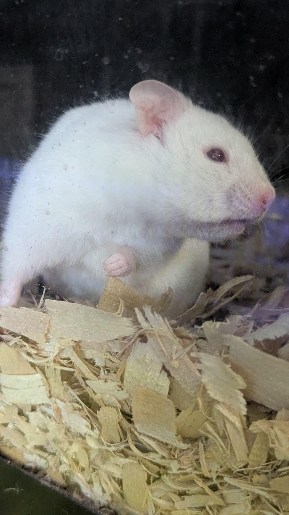 Enlarge Silver Dollar Sebastian, a ADOPTABLE Hamster in Flanders, NJ image 1/2