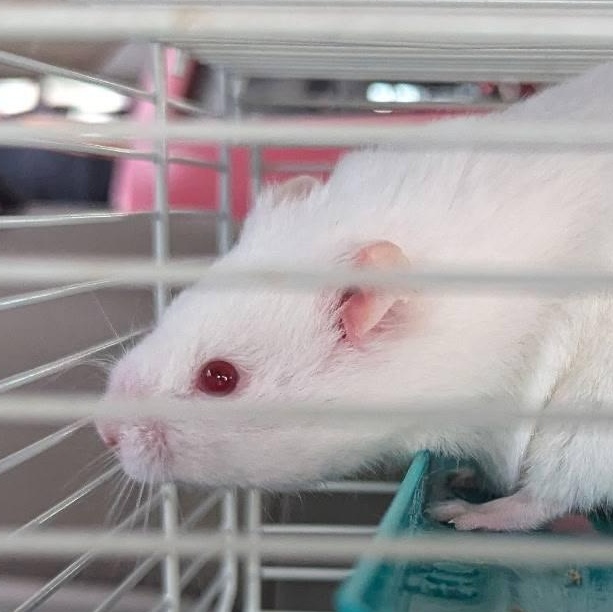 Enlarge Silver Dollar Sebastian, a ADOPTABLE Hamster in Flanders, NJ image 2/2