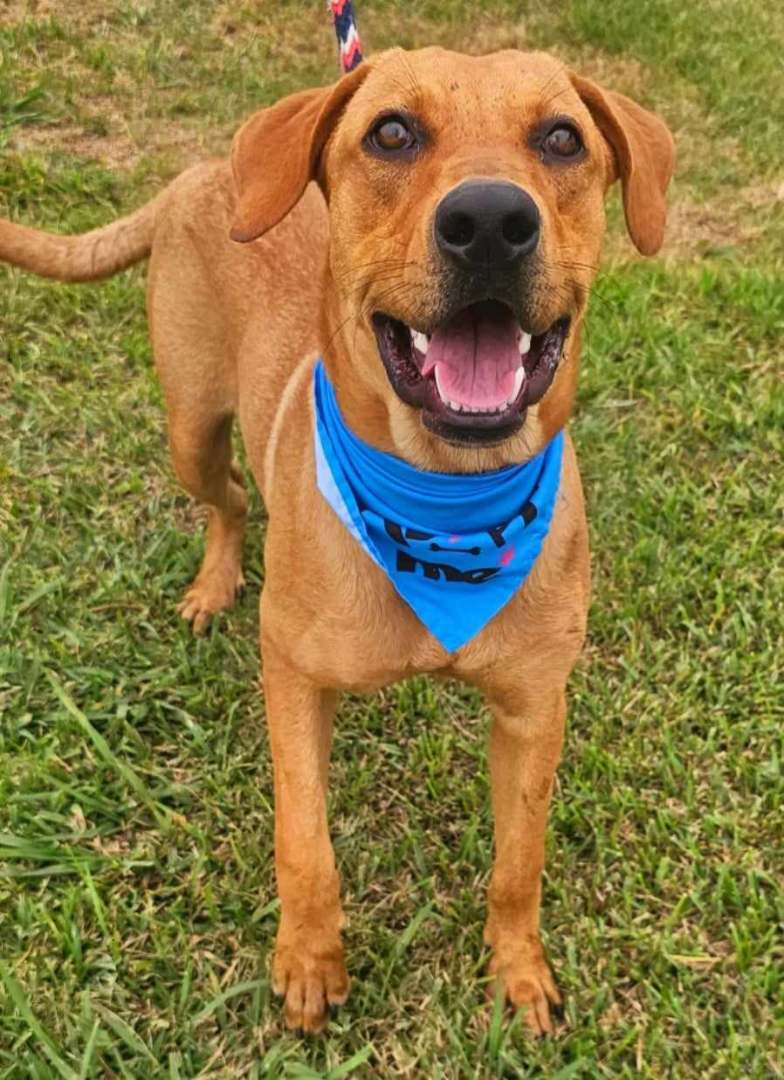 Badger, Adopted, Adult Male Labrador Retriever.