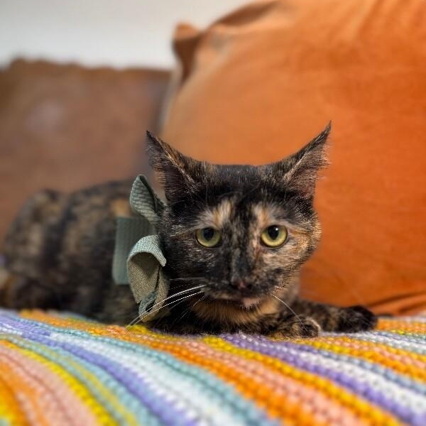 Princess — thumbnail 3