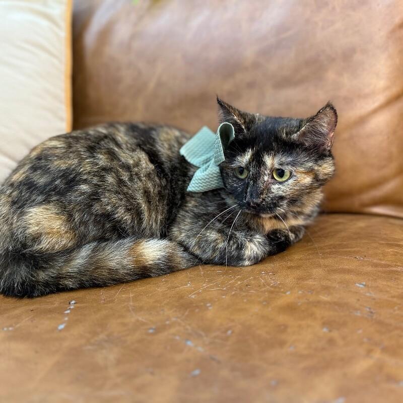 Princess — thumbnail 5