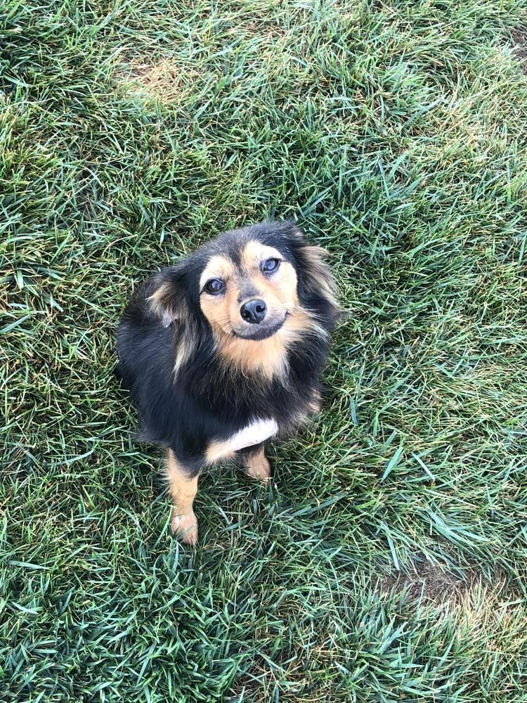 Kelsey, Adopted, Adult Female Pomeranian.