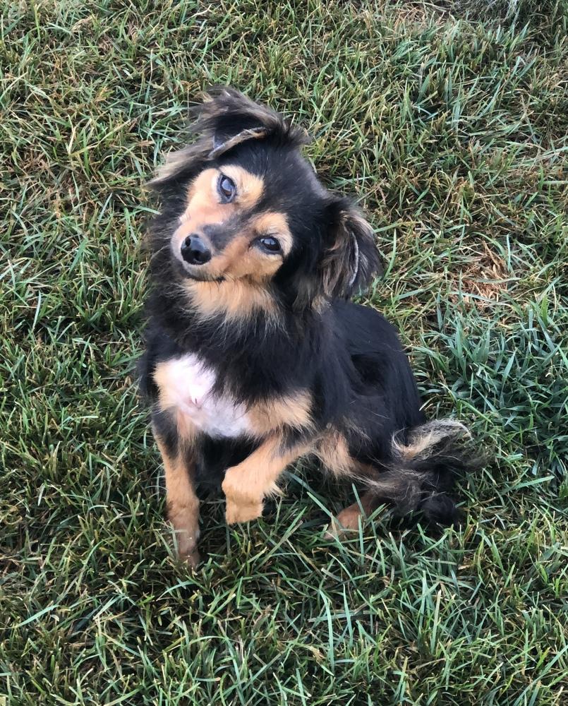 Kelsey, Adopted, Adult Female Pomeranian.