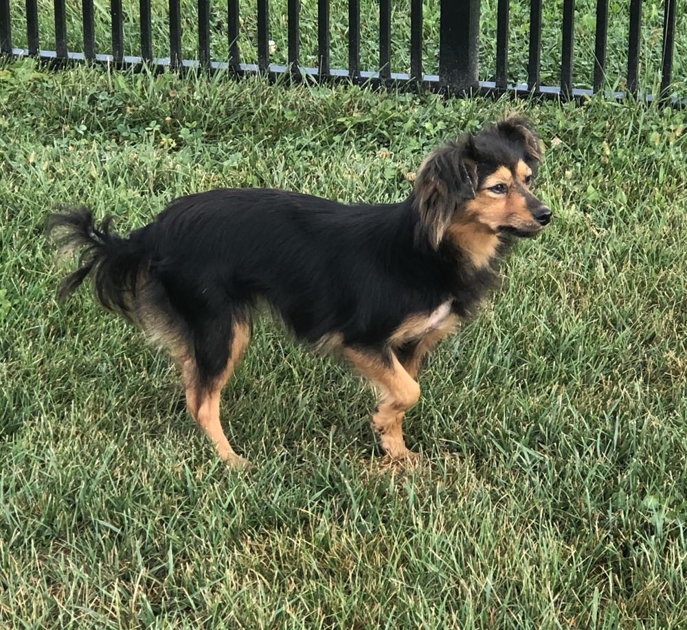 Kelsey, a Adopted mixed breed in Columbus, OH image 3/5