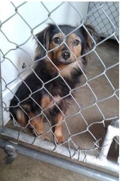 Kelsey, a Adopted mixed breed in Columbus, OH image 4/5