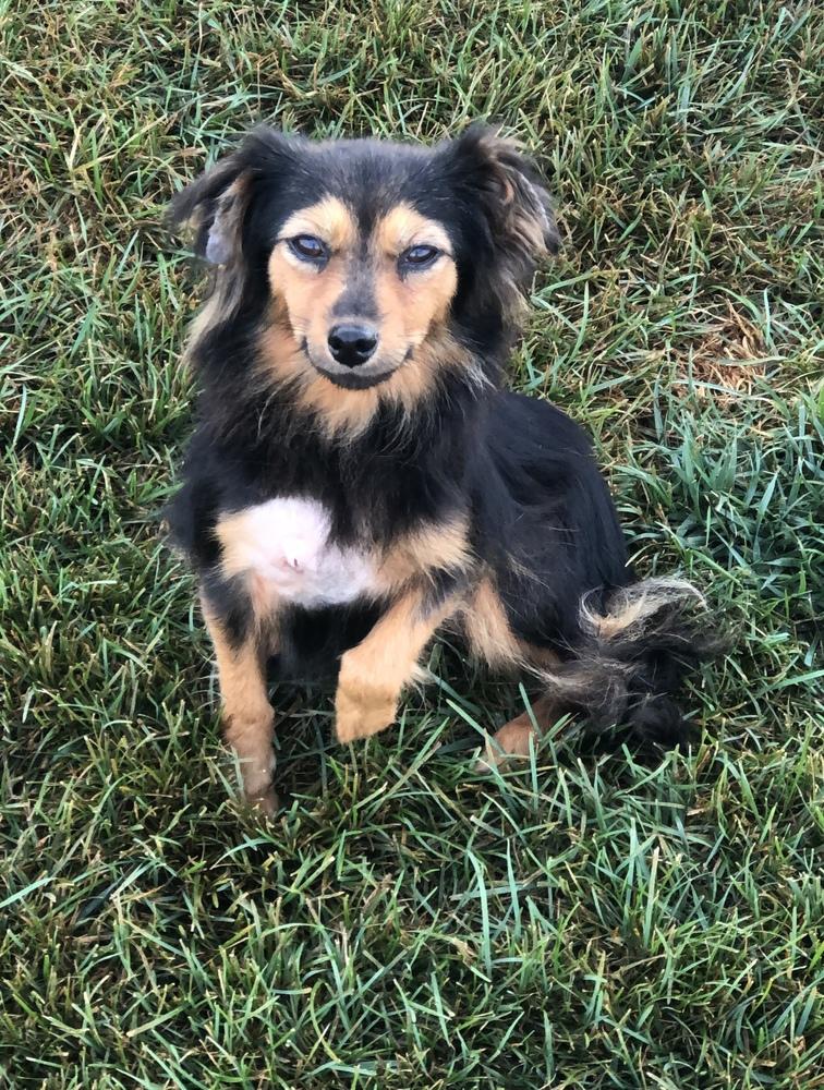 Kelsey, Adopted, Adult Female Pomeranian.