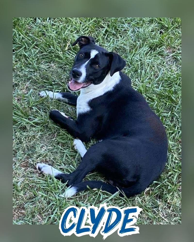 Enlarge CLYDE, a Adoptable mixed breed in Kennewick, WA image 1/4