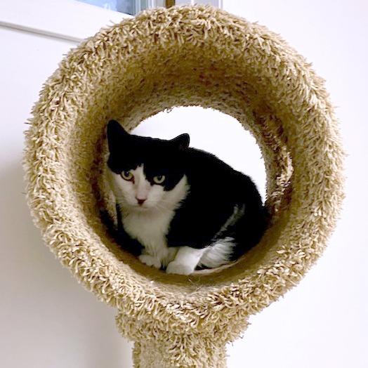 Enlarge Roland, a Adoptable Domestic Short Hair in South Burlington, VT image 1/3