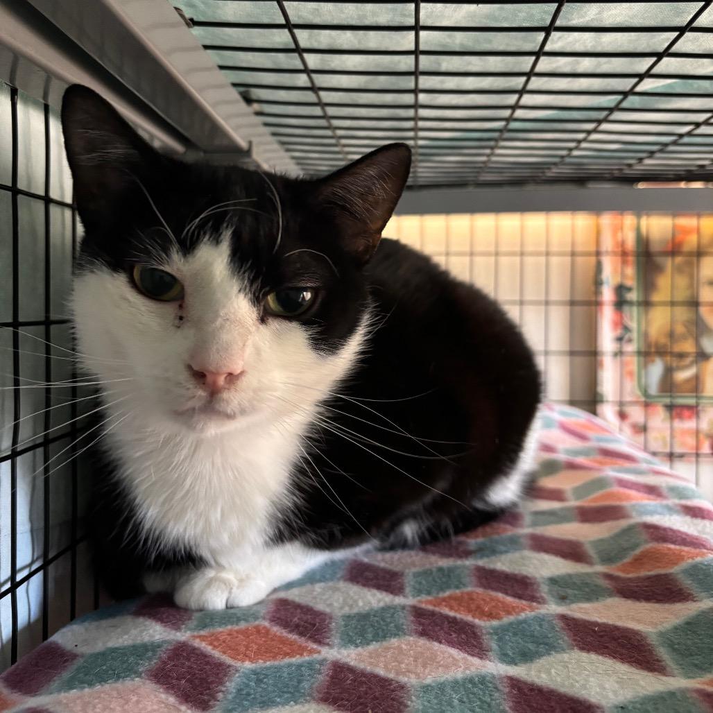 Enlarge Roland, a Adoptable Domestic Short Hair in South Burlington, VT image 2/3