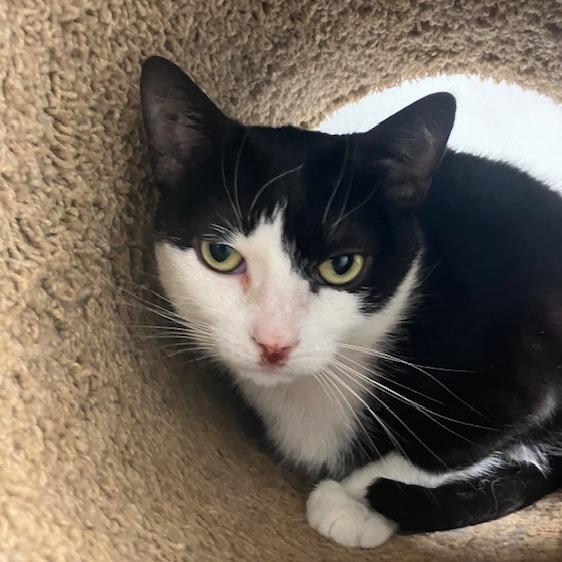 Enlarge Roland, a Adoptable Domestic Short Hair in South Burlington, VT image 3/3