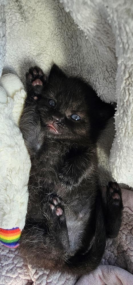 Enlarge Olivia, a Adopted Domestic Short Hair in Youngsville, NC image 1/1