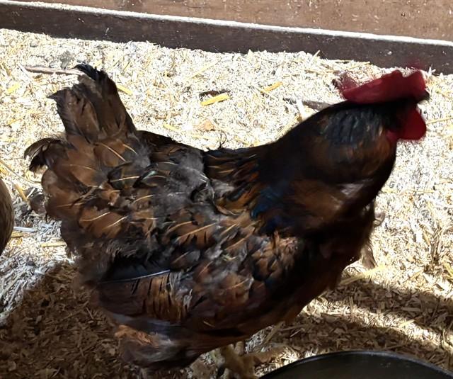 Enlarge FLORA, a Adoptable Chicken in Dedham, MA image 1/1