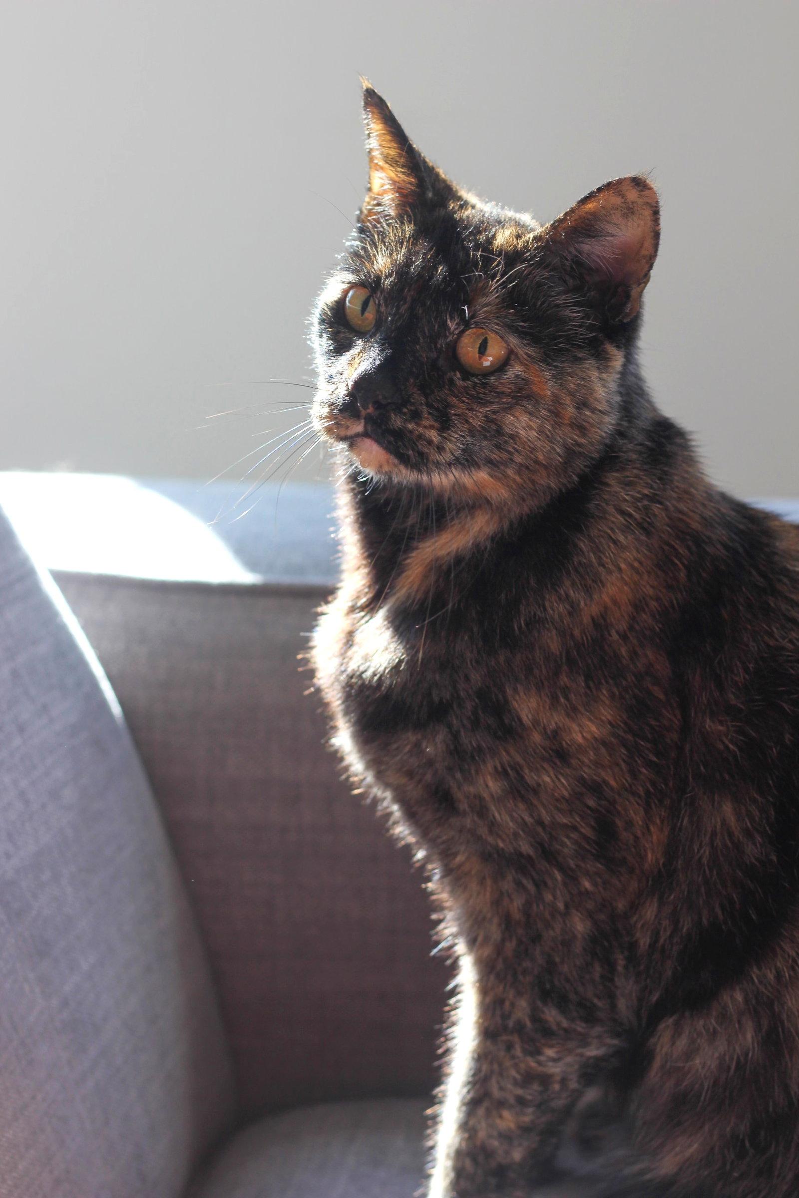 Cece, a Adoptable mixed breed in Oakland, CA image 1/3