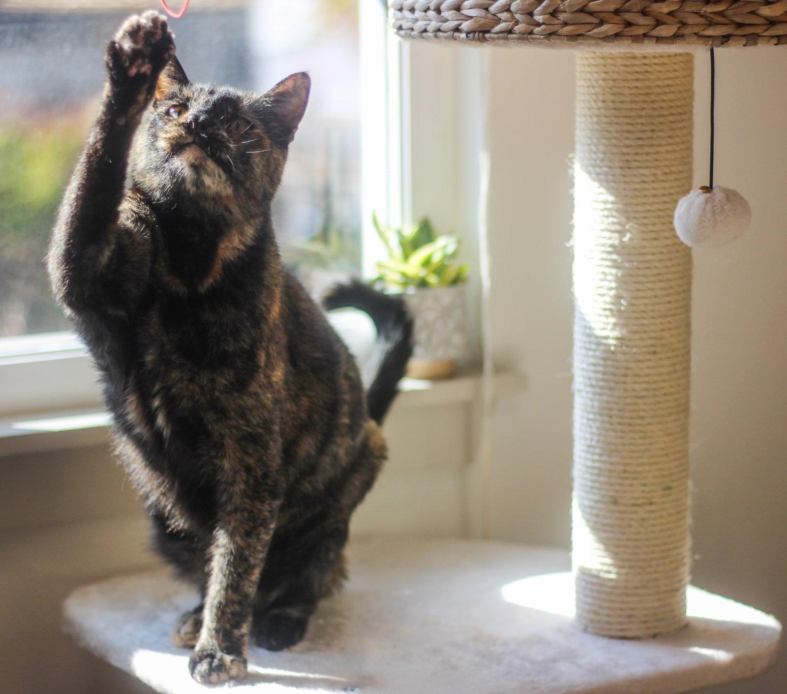 Cece, a Adoptable mixed breed in Oakland, CA image 2/3