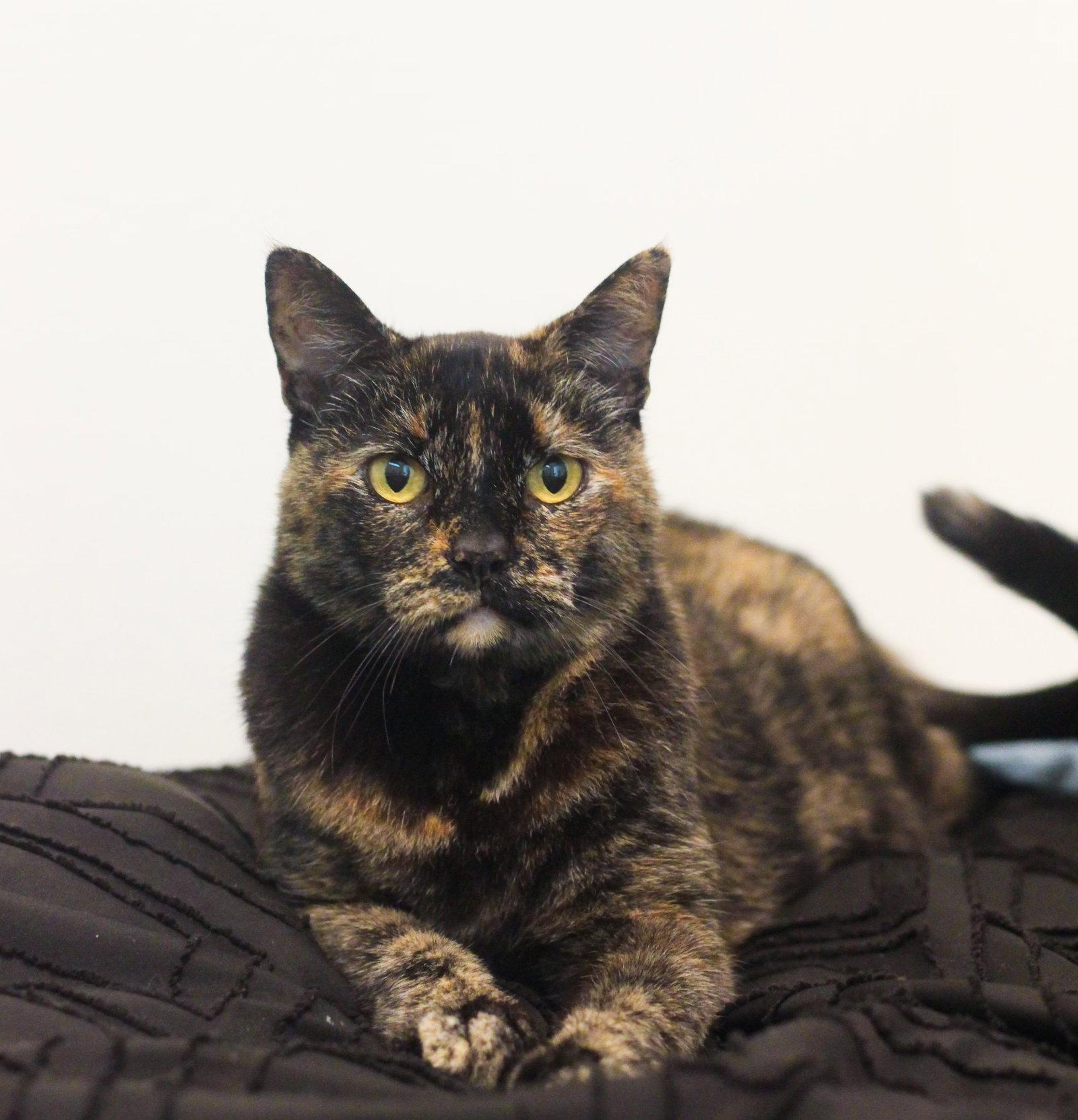 Cece, a Adoptable mixed breed in Oakland, CA image 3/3