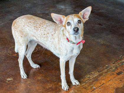 Lyric, Adoptable, Adult Female Cattle Dog & Mixed Breed.