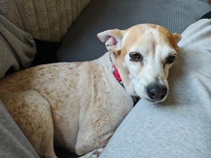 Lyric, a Adoptable mixed breed in San Antonio, TX image 2/3