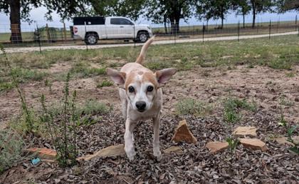 Lyric, Adoptable, Adult Female Parson Russell Terrier & Mixed Breed.