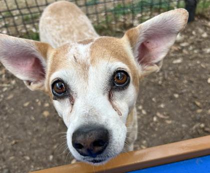 Lyric, a Adoptable mixed breed in San Antonio, TX image 3/3
