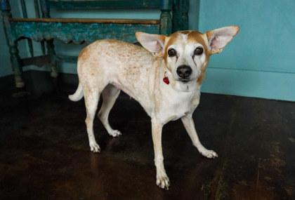 Enlarge Lyric, a Adoptable mixed breed in San Antonio, TX image 2/2