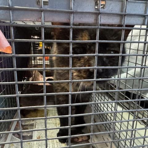 0326-47 Guinevere, Adoptable, Adult Female Domestic Short Hair.