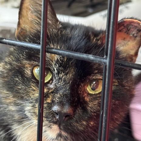 Enlarge 0326-47 Guinevere, a Adoptable Domestic Short Hair in Abingdon, MD image 2/3