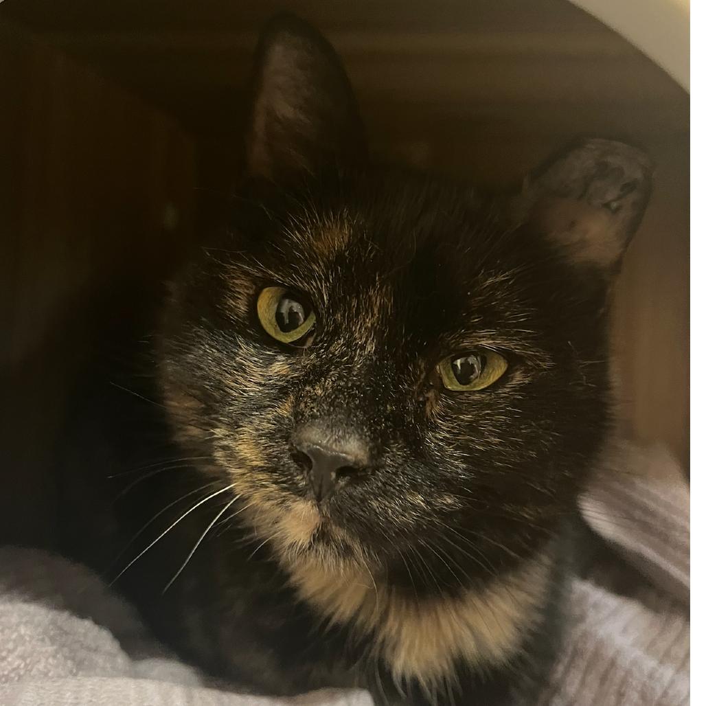 Enlarge 0326-47 Guinevere, a Adoptable Domestic Short Hair in Abingdon, MD image 3/3