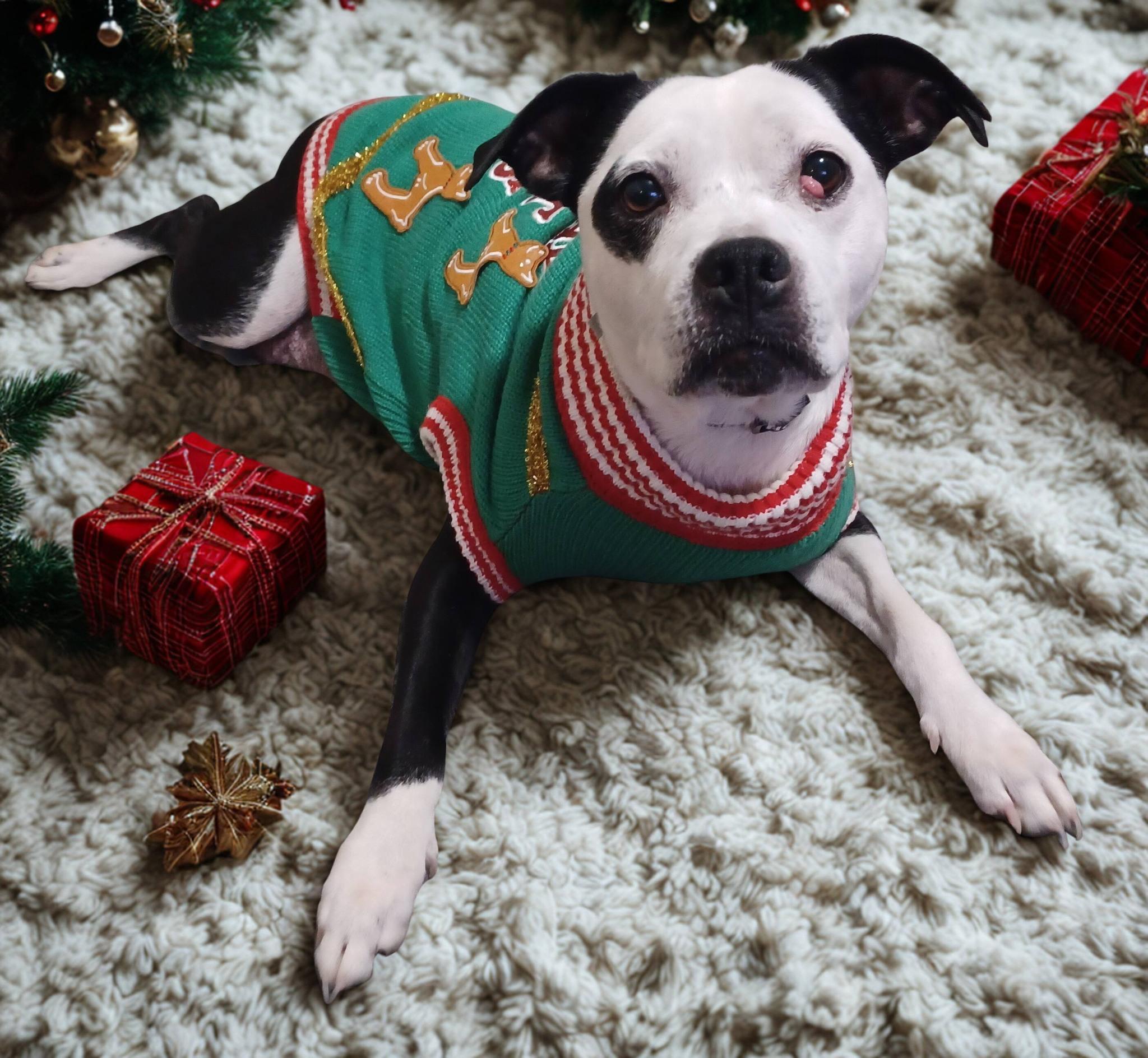 Minnie +8, ADOPTABLE, Young Female Mixed Breed.