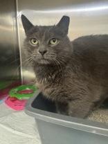 Oyster, ADOPTABLE, Adult Female Domestic Short Hair.