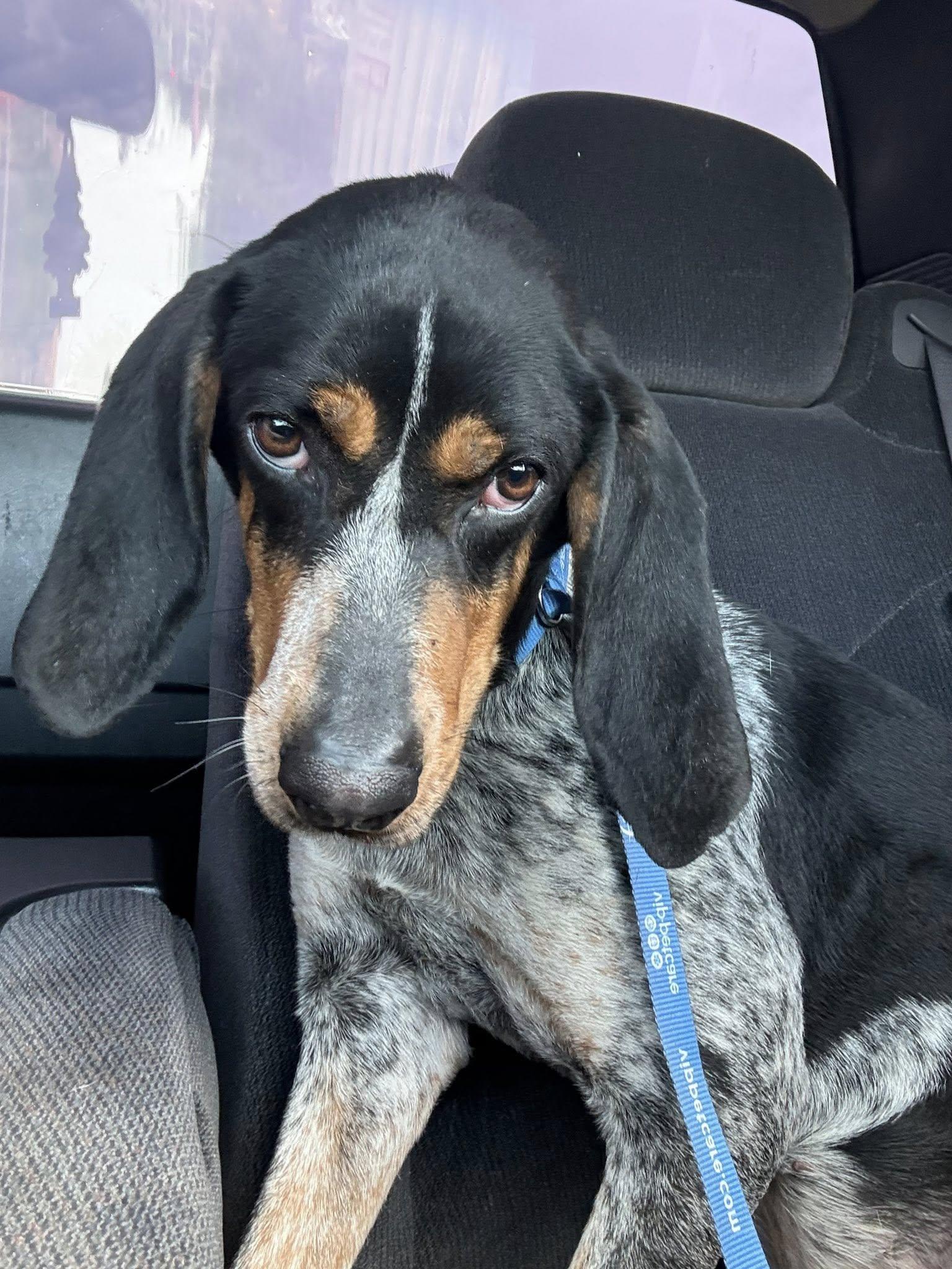 Enlarge Lottie, a Adoptable Bluetick Coonhound in Little Chute, WI image 1/1