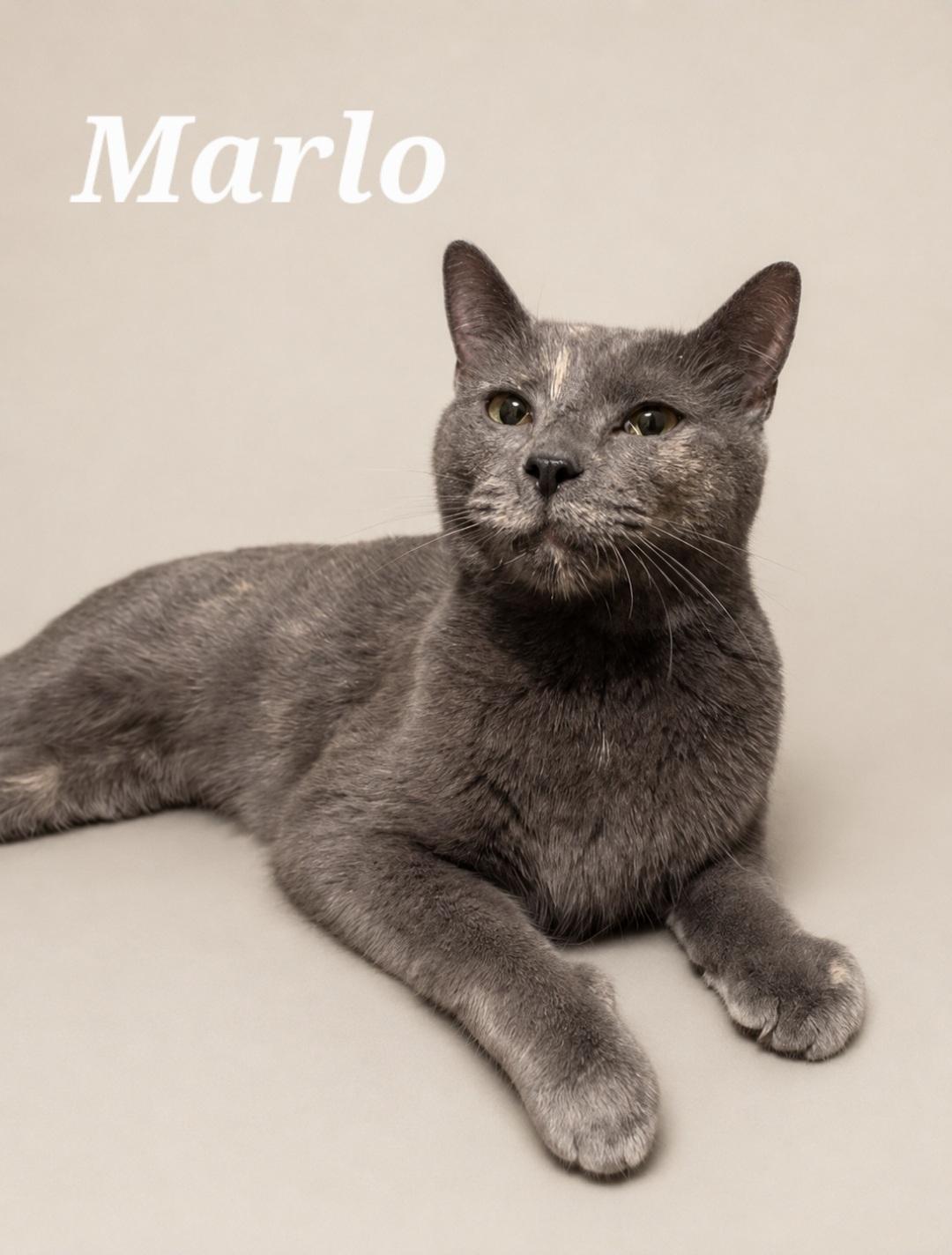 Enlarge Marlo, a ADOPTABLE Dilute Tortoiseshell in Monroeville, PA image 1/1