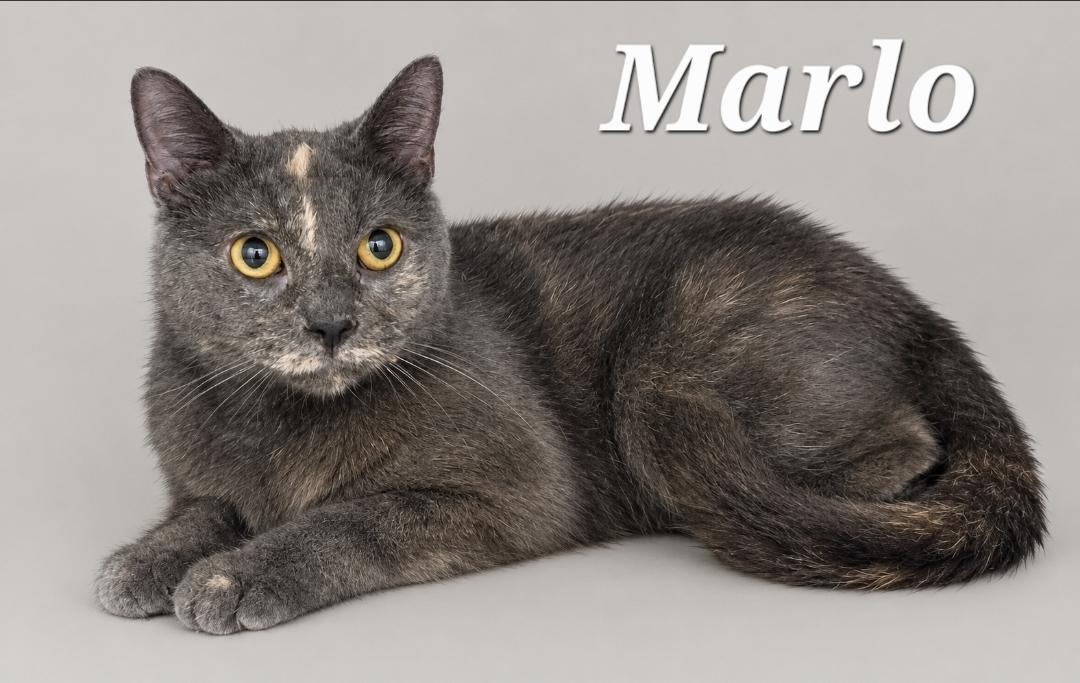 Marlo, Adoptable, Young Female Dilute Tortoiseshell.