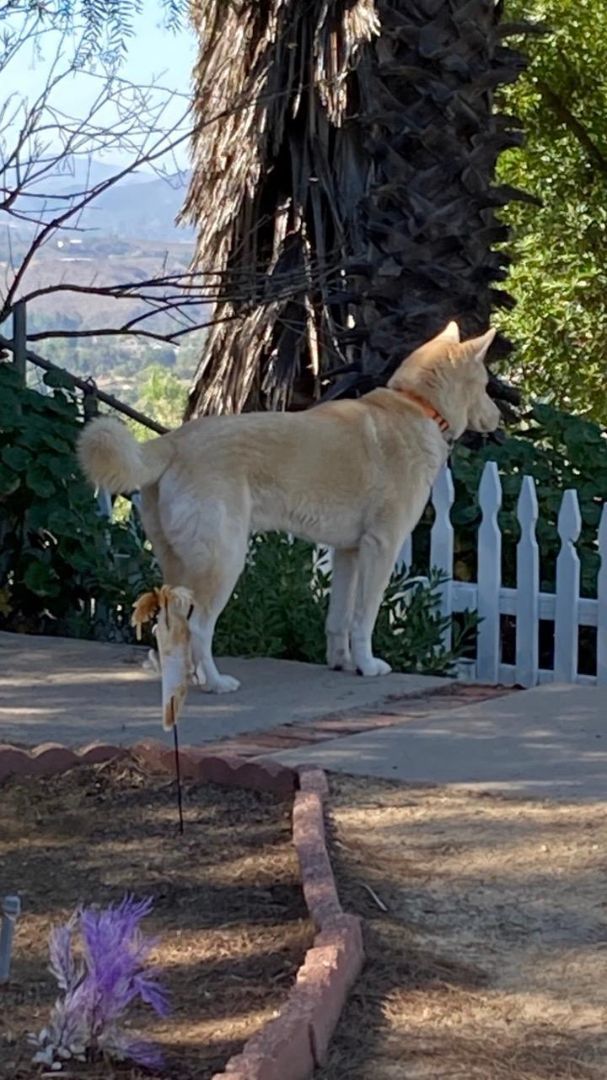 Enlarge Nikko, a Adoptable Husky in Rancho Palos Verdes, CA image 2/6