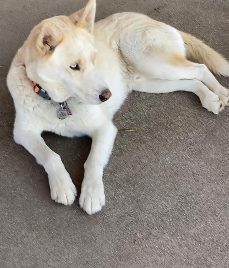 Enlarge Nikko, a Adoptable Husky in Rancho Palos Verdes, CA image 3/6