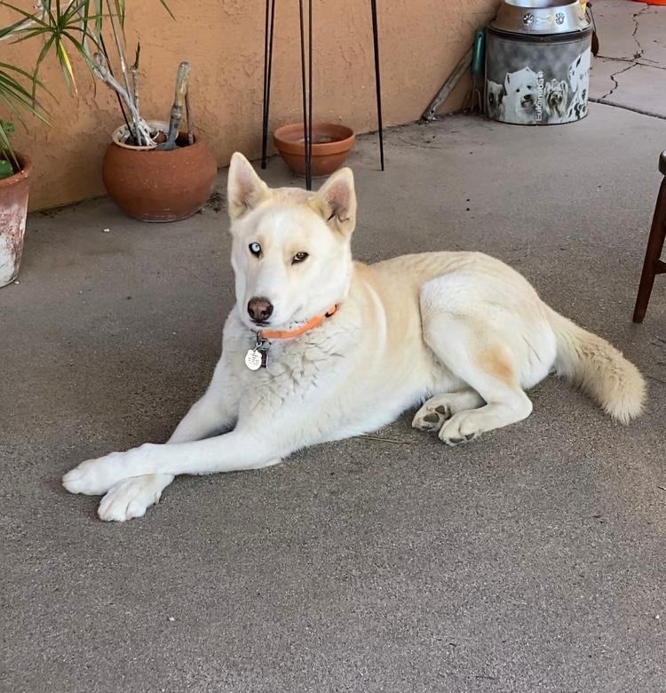 Enlarge Nikko, a Adoptable Husky in Rancho Palos Verdes, CA image 4/6