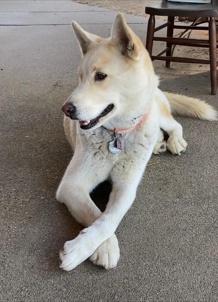 Enlarge Nikko, a Adoptable Husky in Rancho Palos Verdes, CA image 6/6