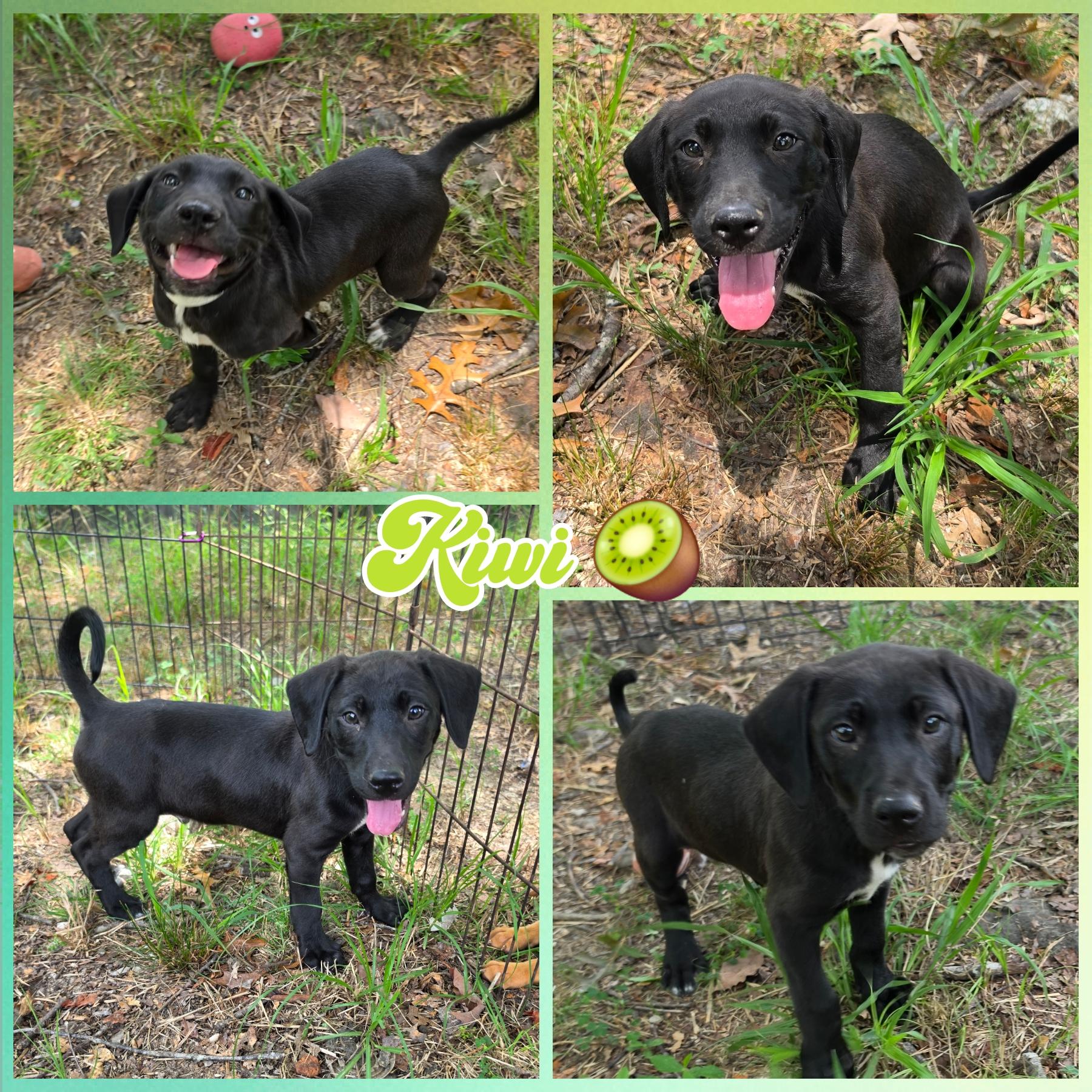 Enlarge Kiwi, a Adoptable mixed breed in Blacksburg, SC image 1/1