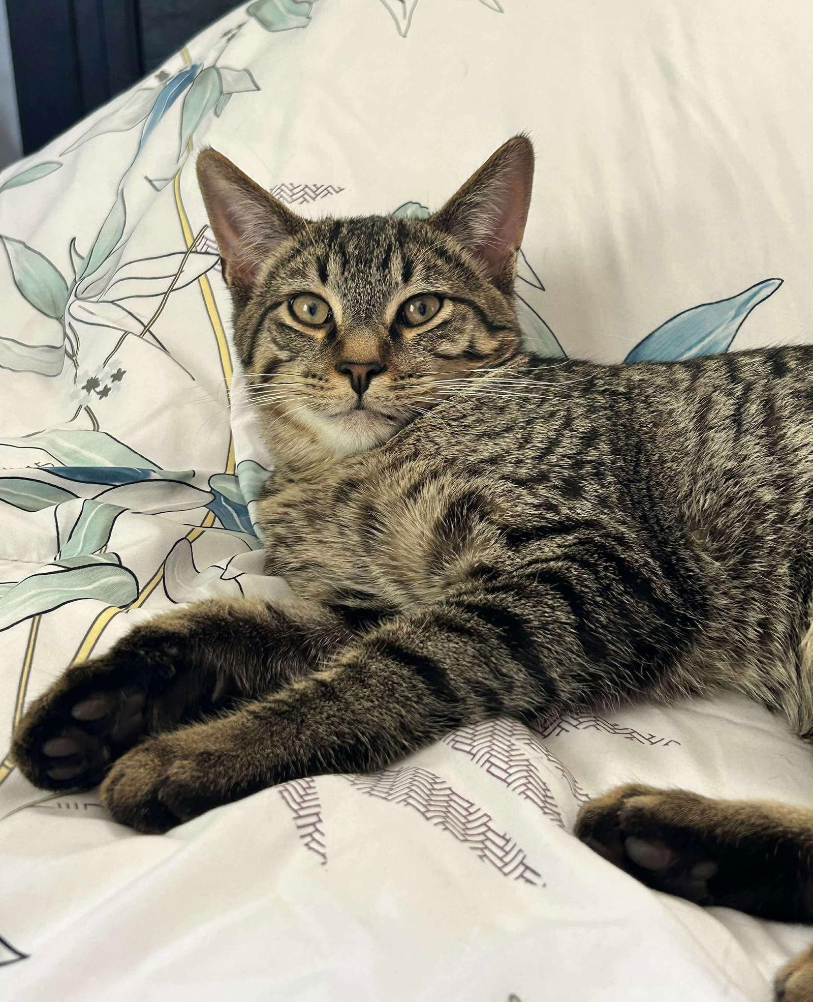 Enlarge Dennis, a Adopted Domestic Short Hair in Burton, MI image 1/3