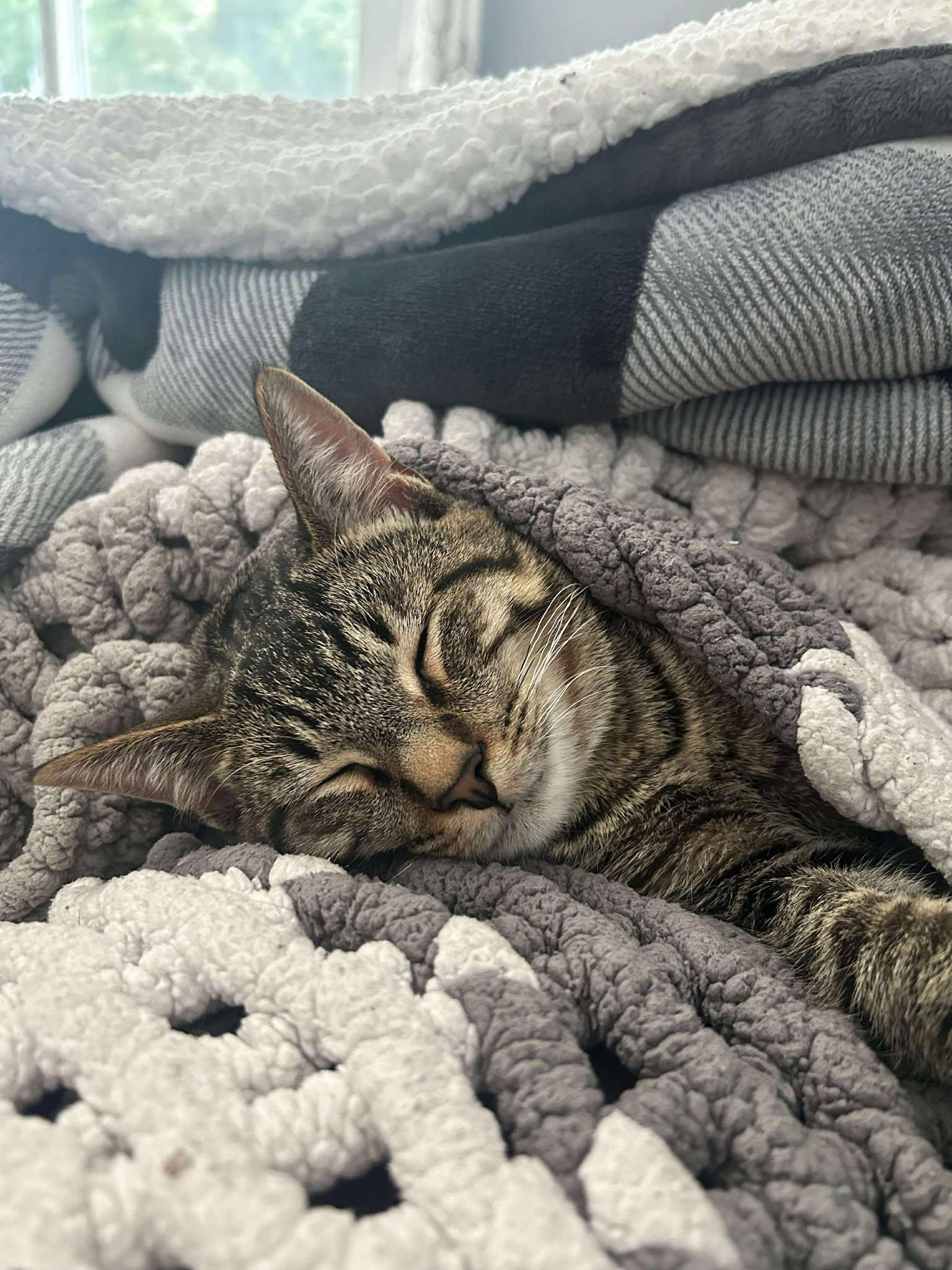 Enlarge Dennis, a Adopted Domestic Short Hair in Burton, MI image 2/3