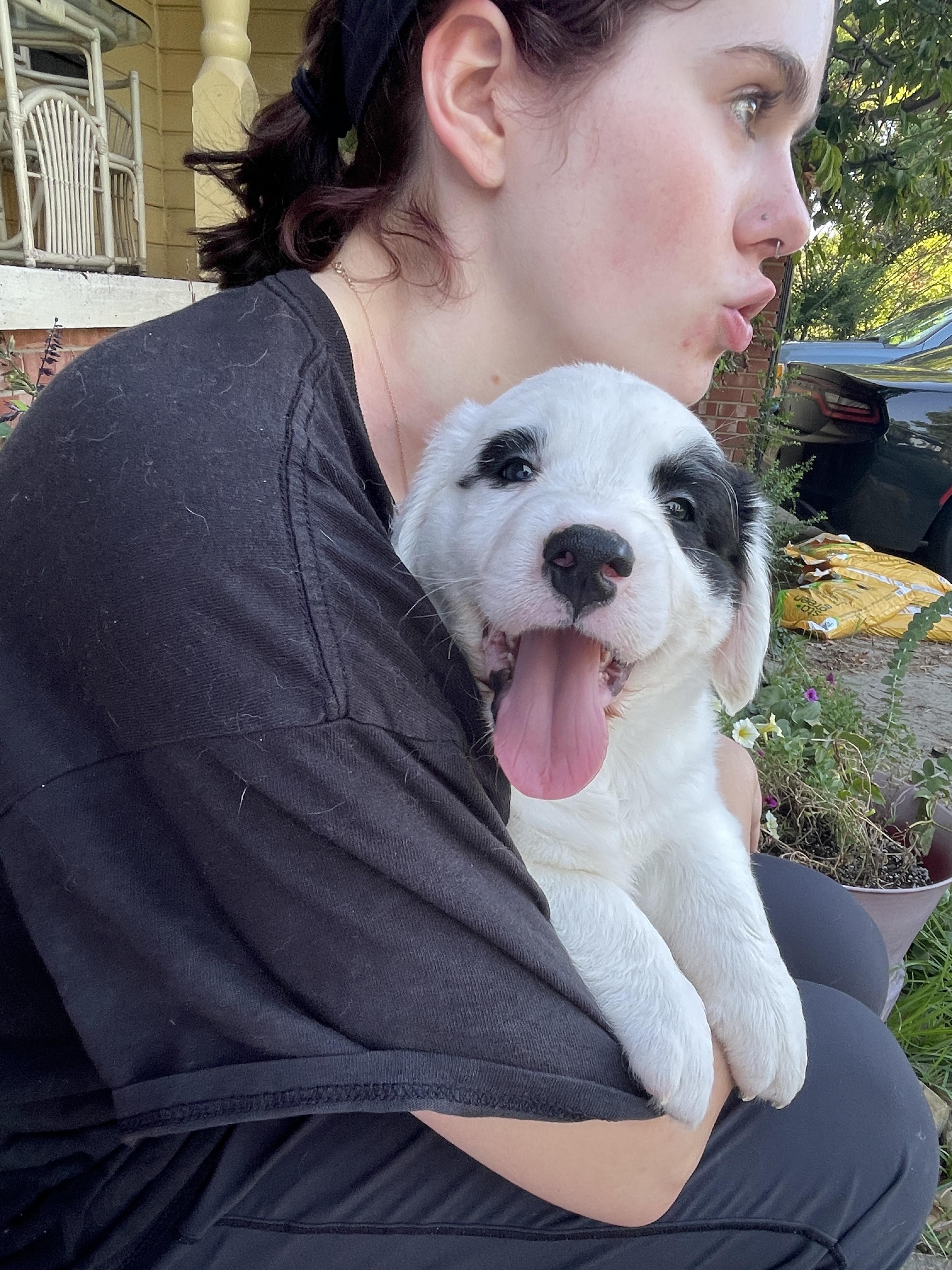 Atlas (Fletcher), Adopted, Adult Male Labrador Retriever & Australian Shepherd.