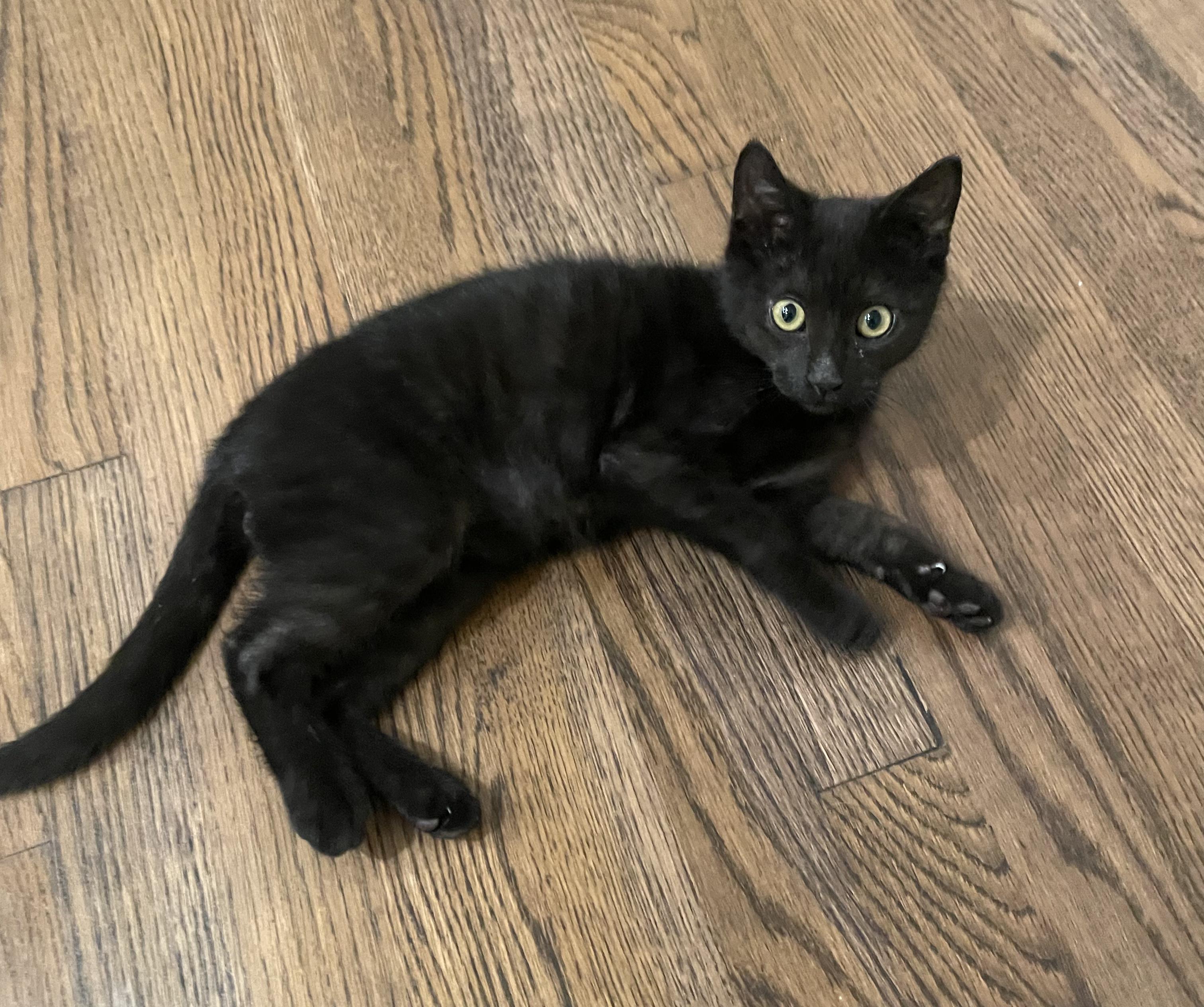 Odyssey-Portofino PetSmart