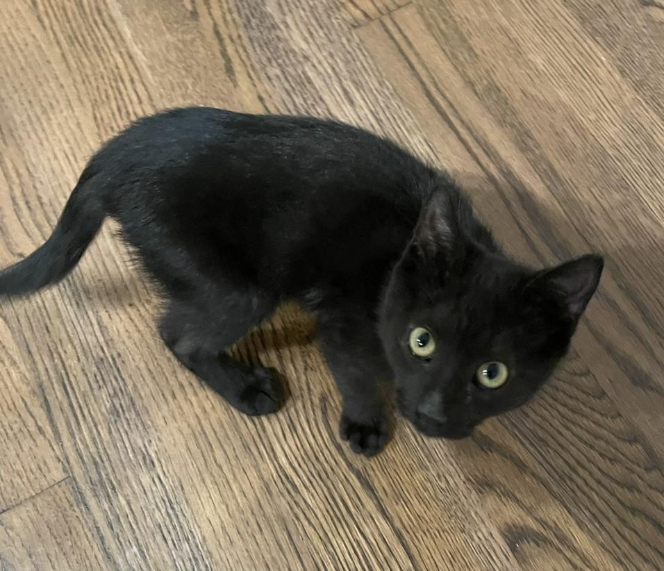 Odyssey-Portofino PetSmart — thumbnail 2