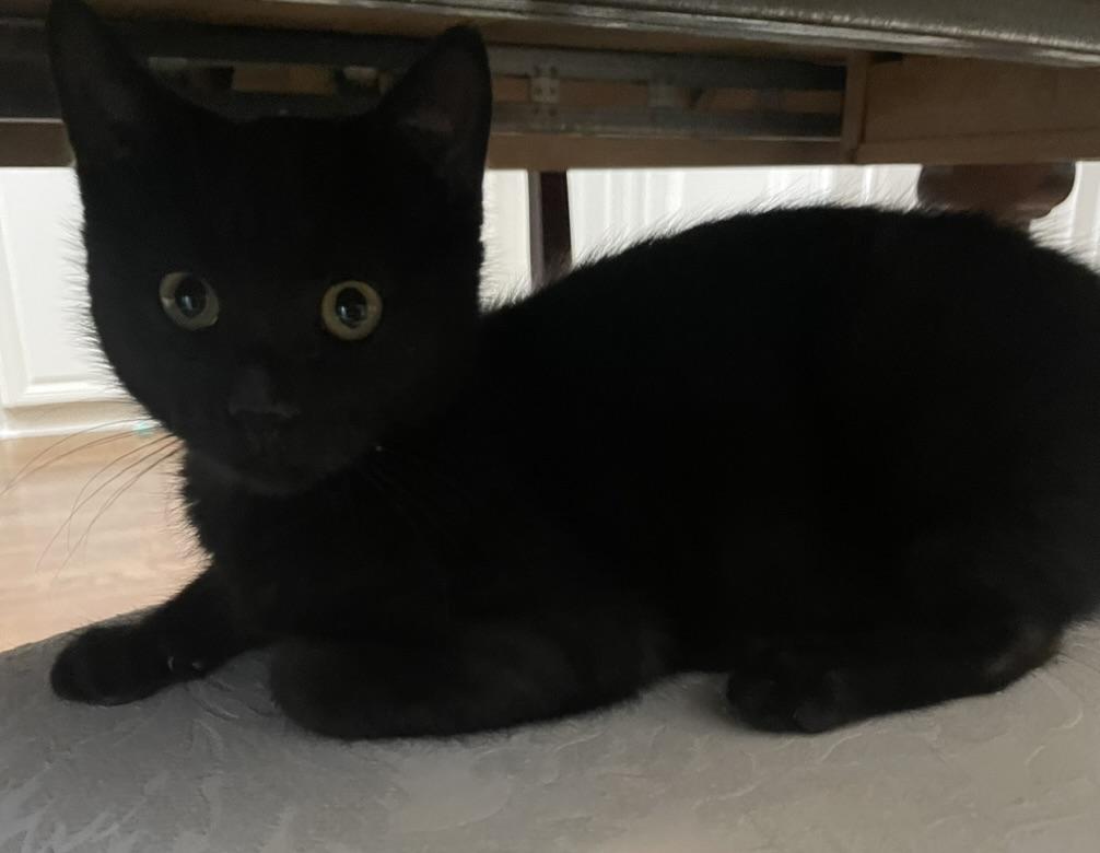 Odyssey-Portofino PetSmart — thumbnail 3