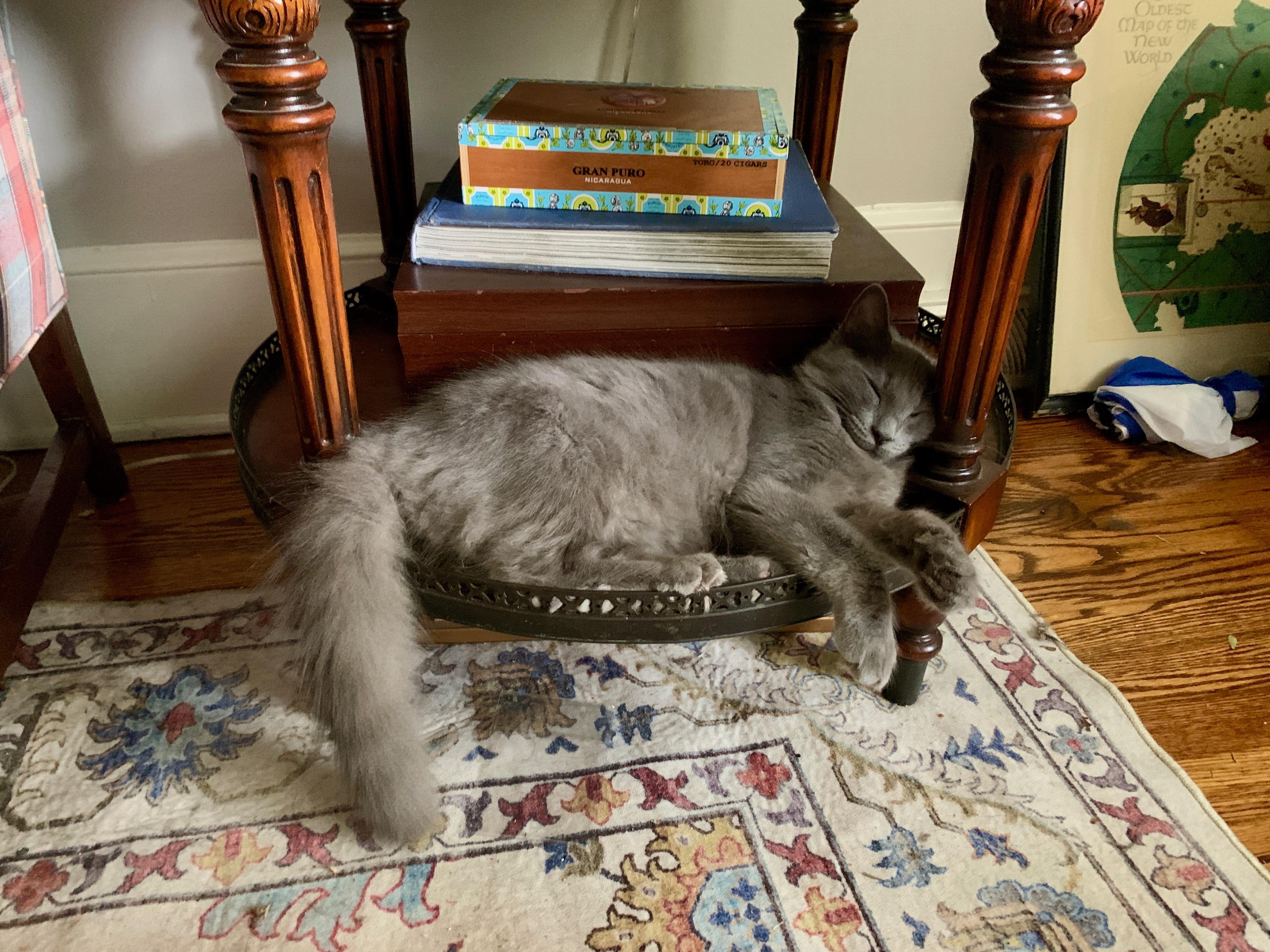 Enlarge huckleberry, a Adoptable Domestic Medium Hair in Columbia, SC image 4/4